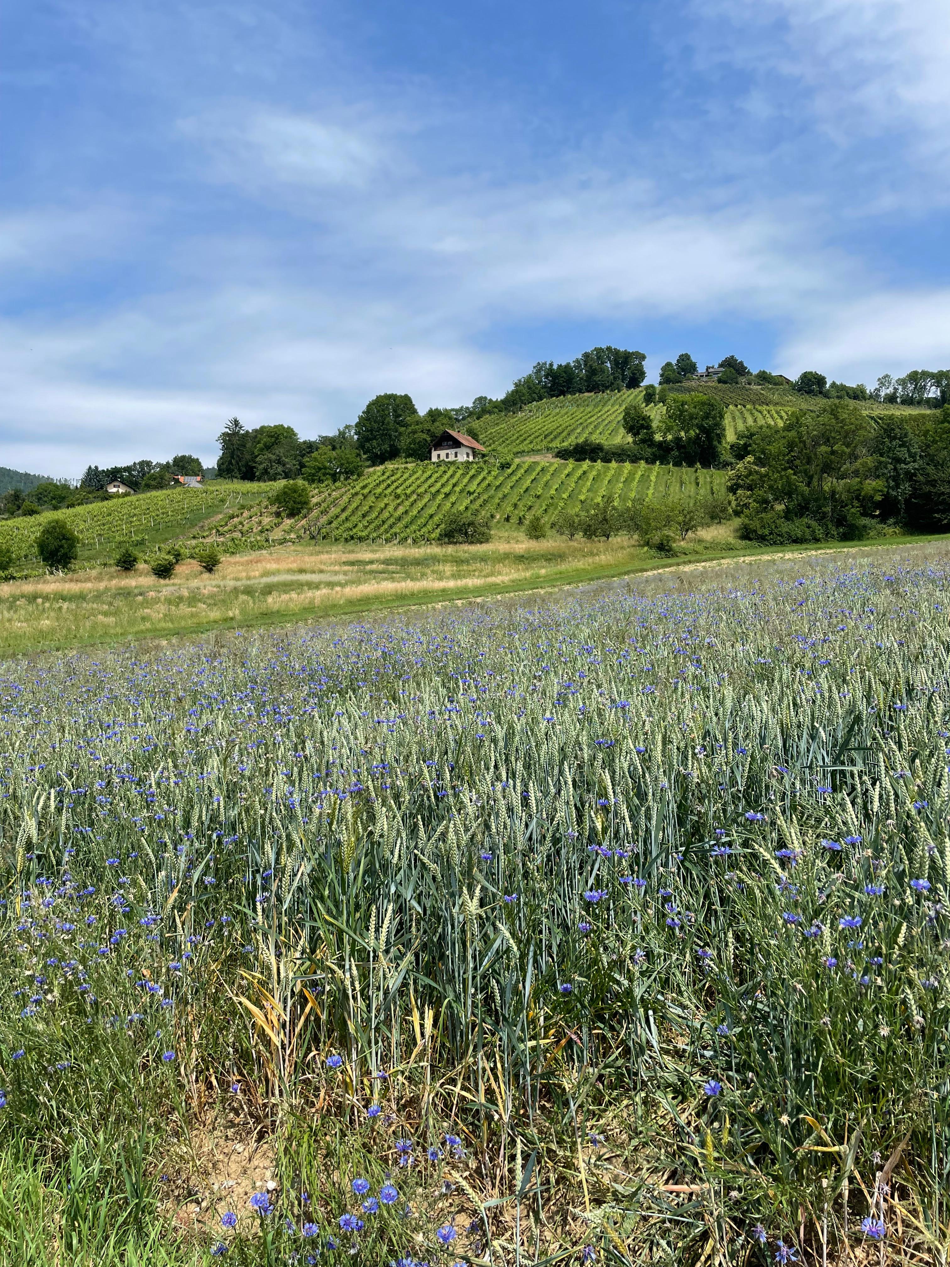 Buschenschank Ertl-Lankmair